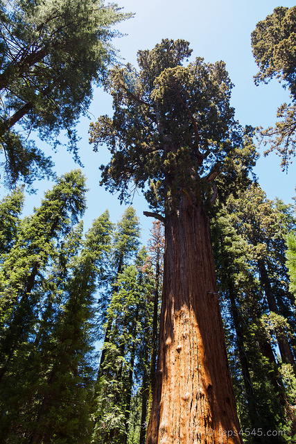 General Sherman Tree / Sequia & Kings Canyon NP, CA