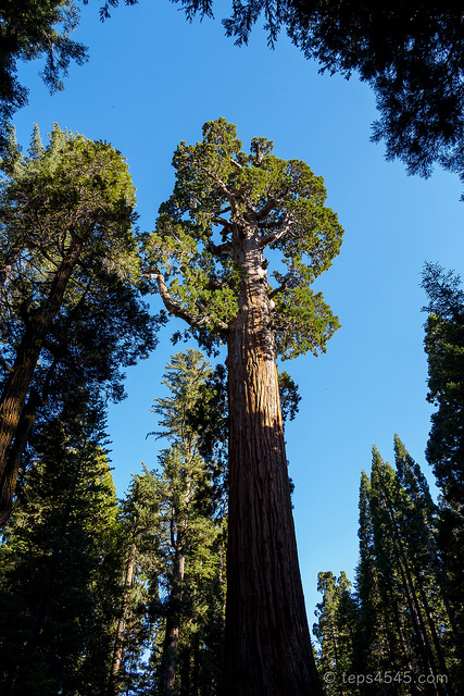 General Grant Tree / Sequia & Kings Canyon NP, CA