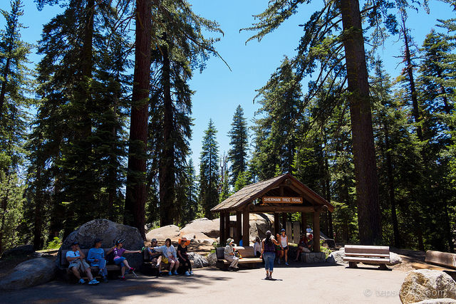 Entrance of General Sherman Tree Trail / Sequia & Kings Canyon NP, CA