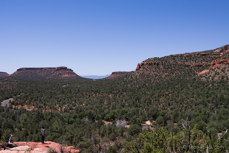 Wide View of Trees