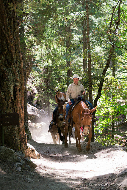 trail adventure by horse / Yosemite NP, CA