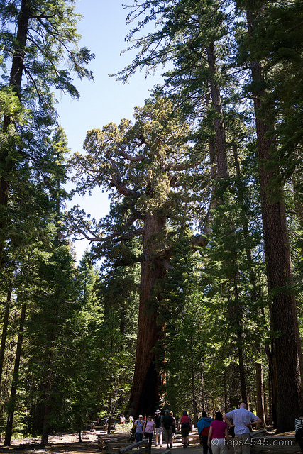 Grizzly Giant / Yosemite NP, CA