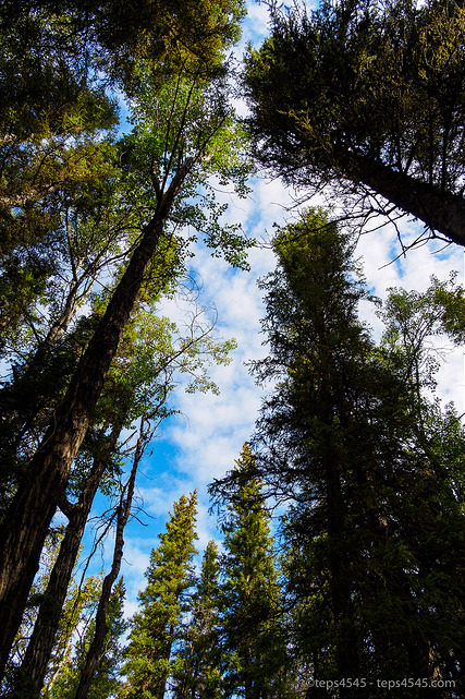 Forest, Fenland Trail