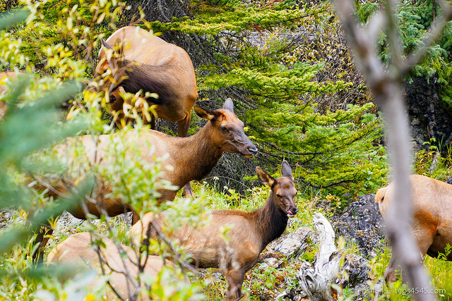 Elk, Takakkaw Falls, Yoho National Park
