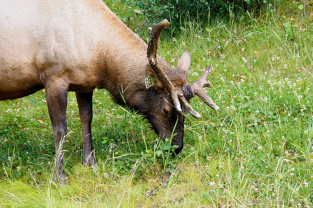 Respectable male Elk, Banff