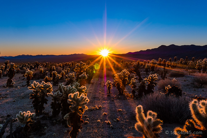 New year sunrise at Cactus Garden, Joshua Tree National Park, CA