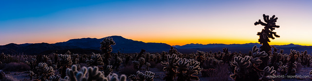 panoramic view of Cactus Garden early morning, Joshua Tree National Park, CA