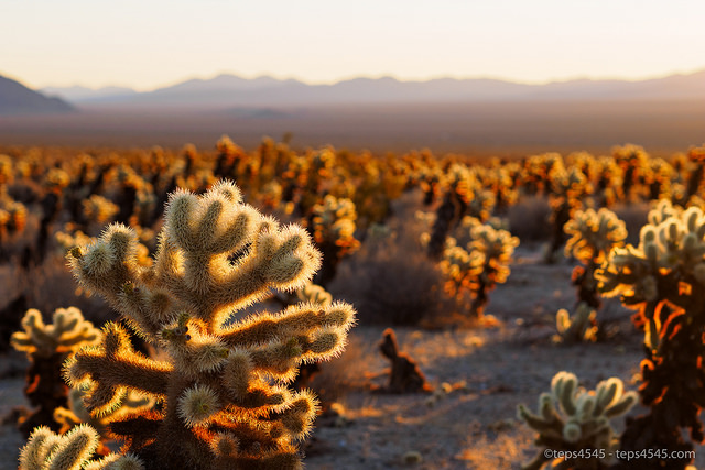 Teddy Bear Cholla, Joshua Tree National Park, CA