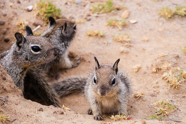 Squirrel Family